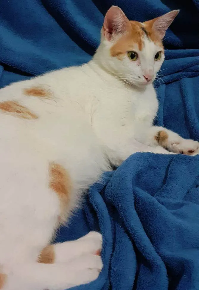 Gato ra a SRD-ViraLata idade 1 ano nome LINA