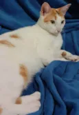 LINA