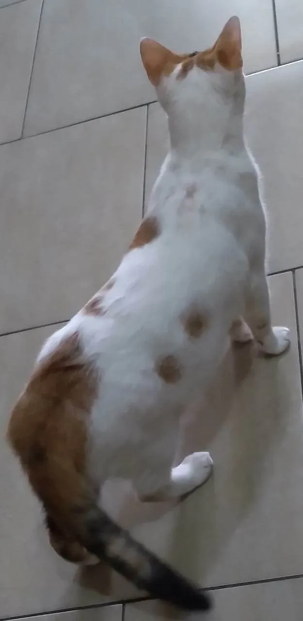 Gato ra a SRD-ViraLata idade 1 ano nome LINA