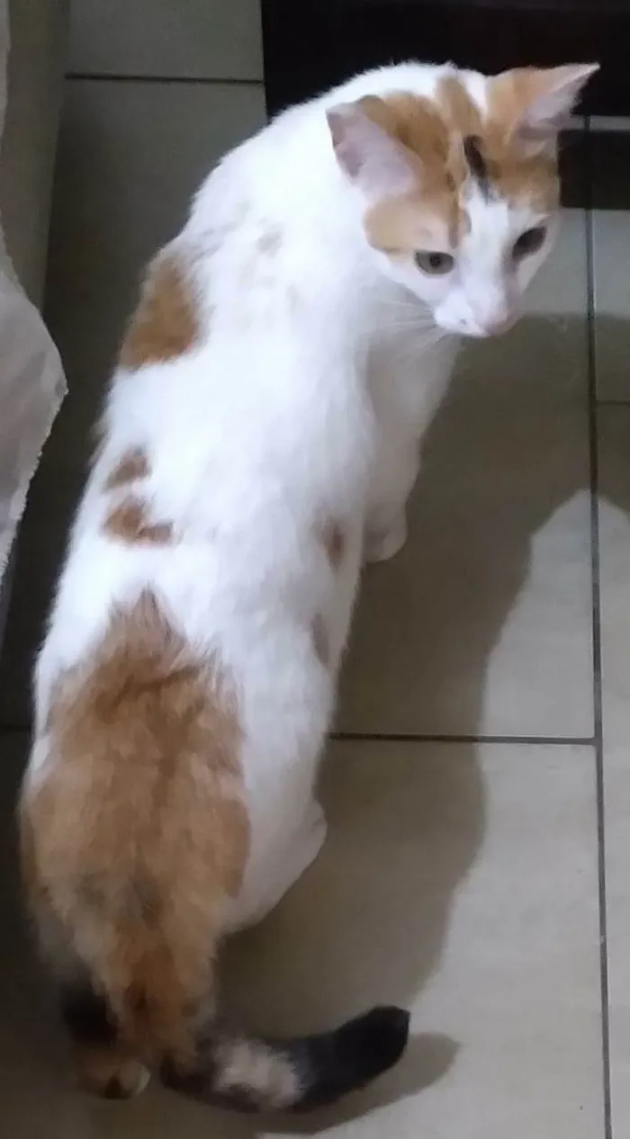 Gato ra a SRD-ViraLata idade 1 ano nome LINA