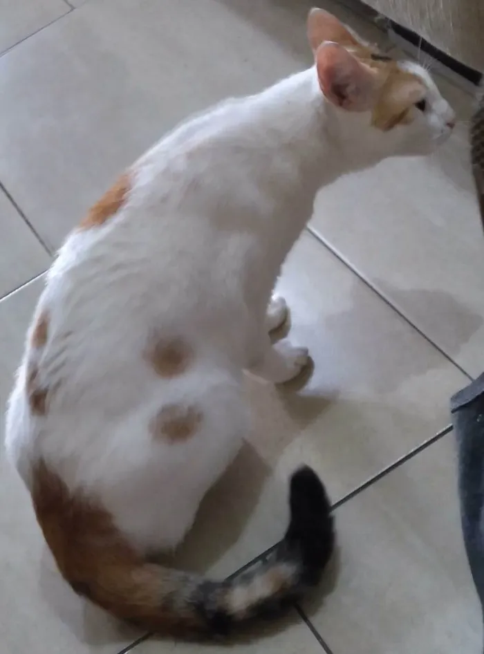 Gato ra a SRD-ViraLata idade 1 ano nome LINA