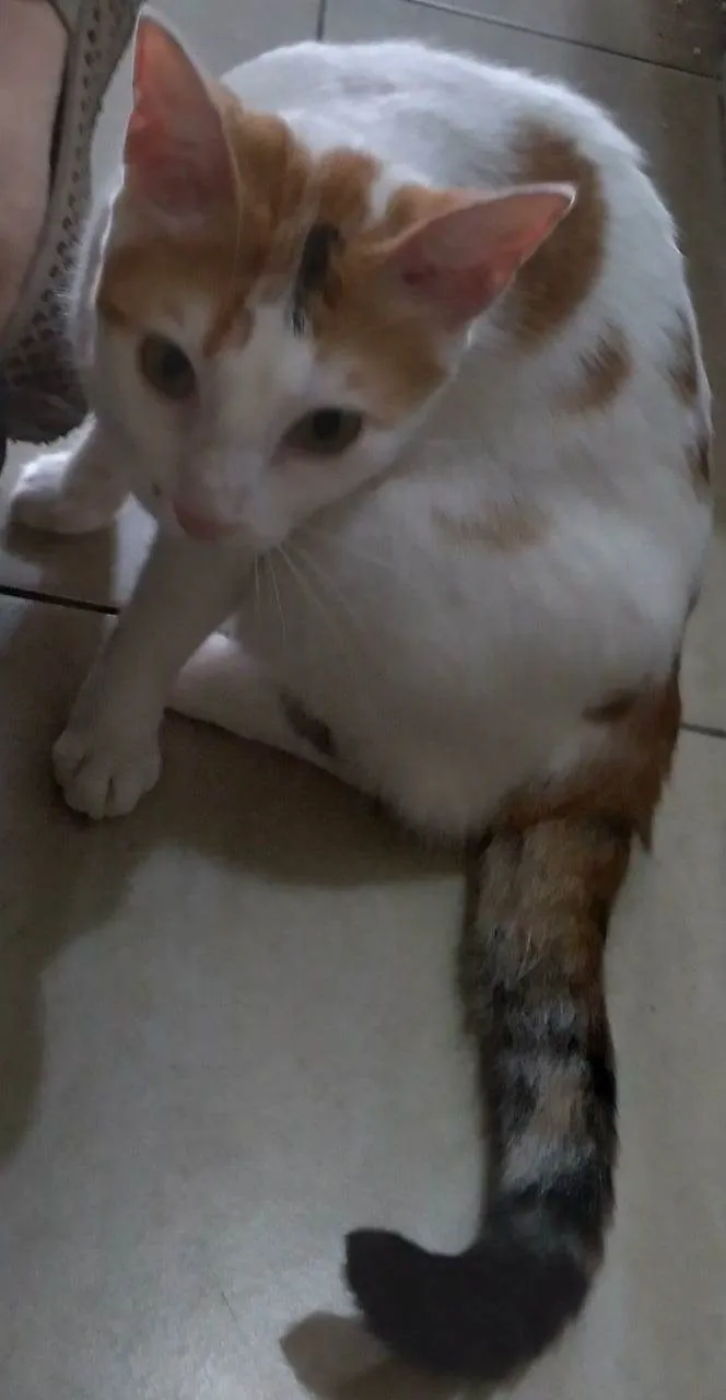 Gato ra a SRD-ViraLata idade 1 ano nome LINA