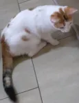 LINA