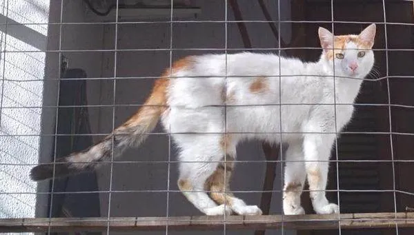 Gato ra a SRD-ViraLata idade 1 ano nome LINA