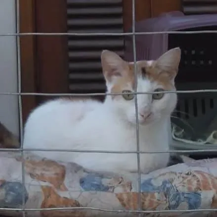 Gato ra a SRD-ViraLata idade 1 ano nome LINA
