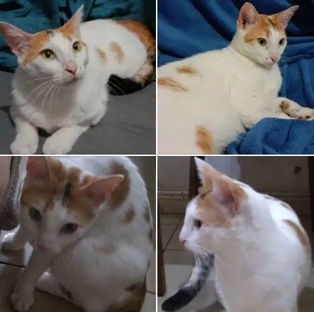 Gato ra a SRD-ViraLata idade 1 ano nome LINA