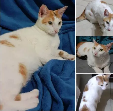 Gato ra a SRD-ViraLata idade 1 ano nome LINA