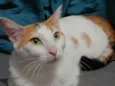 LINA