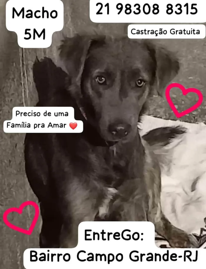 Cachorro ra a SRD idade 2 a 6 meses nome Fumaça 