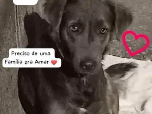Cachorro raça SRD idade 2 a 6 meses nome Fumaça 