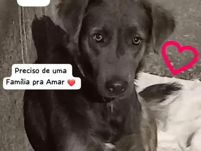 Cachorro ra a SRD idade 2 a 6 meses nome Fumaça 