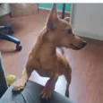 Simba