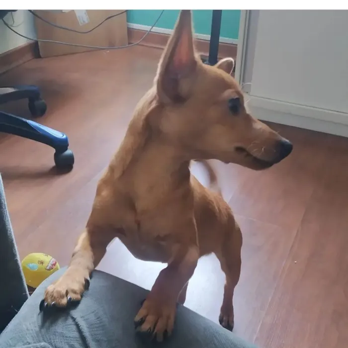 Cachorro raça Pinscher  idade 7 a 11 meses nome Simba
