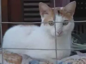 Gato raça SRD-ViraLata idade 1 ano nome LINA