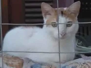 Gato ra a SRD-ViraLata idade 1 ano nome LINA