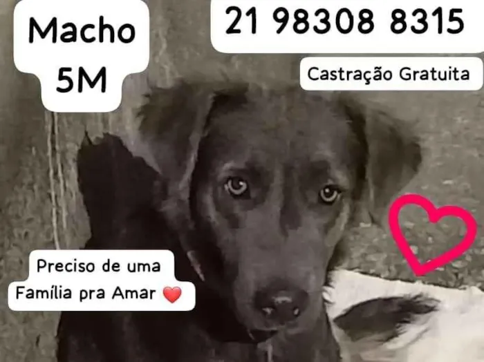 Cachorro ra a SRD idade 2 a 6 meses nome Fumaça 