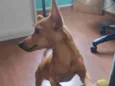 Simba