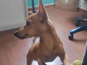 Cachorro raça Pinscher  idade 7 a 11 meses nome Simba