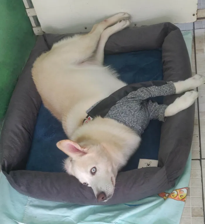 Cachorro raça SRD-ViraLata idade 6 ou mais anos nome Twice