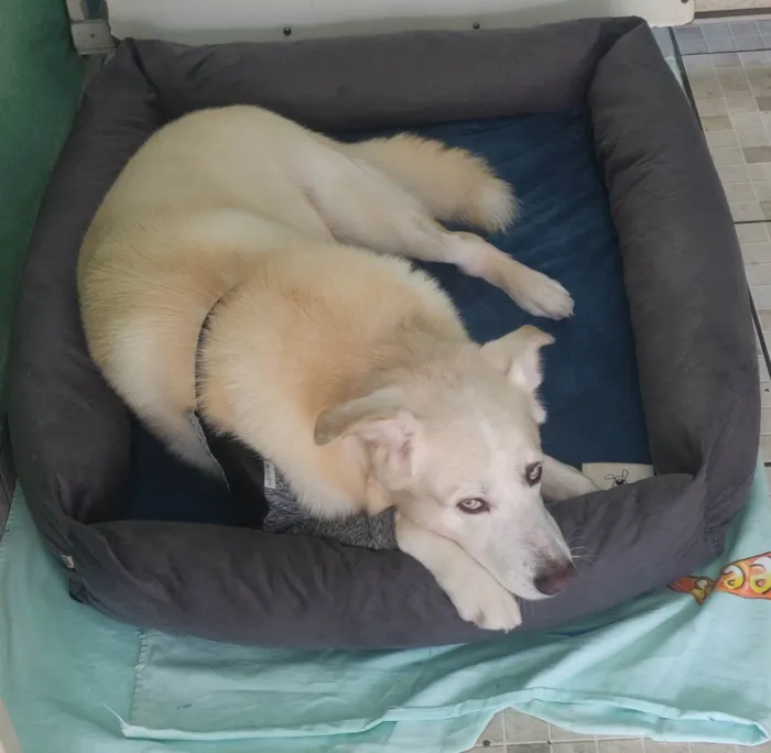 Cachorro raça SRD-ViraLata idade 6 ou mais anos nome Twice