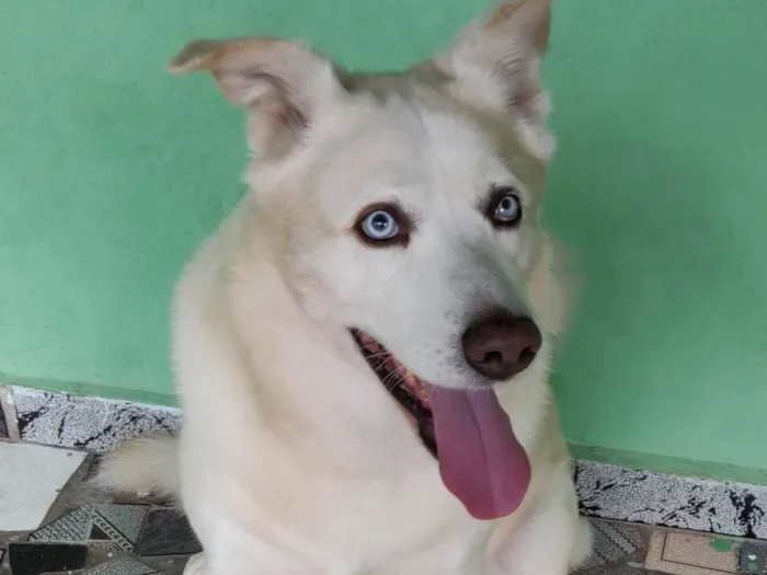 Cachorro raça SRD-ViraLata idade 6 ou mais anos nome Twice