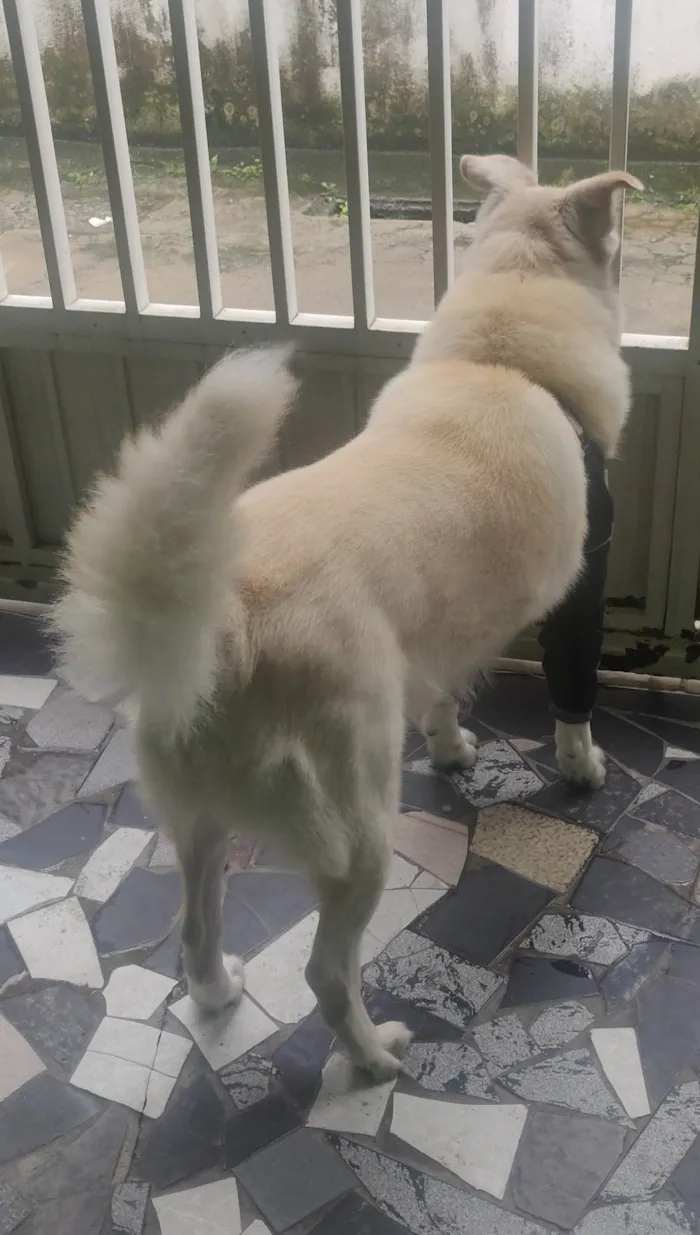 Cachorro raça SRD-ViraLata idade 6 ou mais anos nome Twice