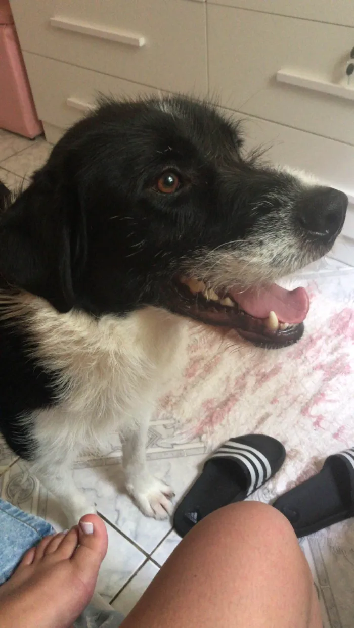 Cachorro ra a SRD-ViraLata idade 3 anos nome Theo