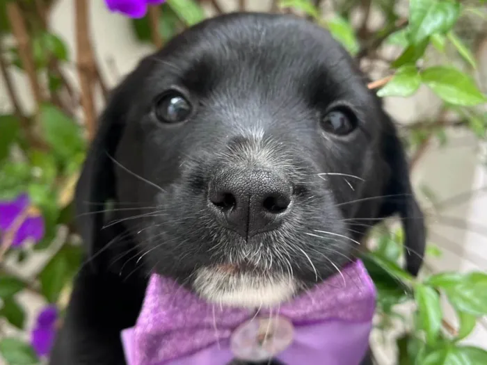 Cachorro raça SRD-ViraLata idade Abaixo de 2 meses nome Léia