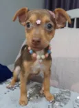 Amora