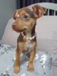 Amora