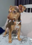 Amora
