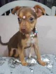 Amora