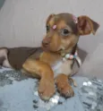 Amora