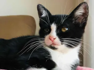 Gato raça SRD-ViraLata idade 2 a 6 meses nome Nick