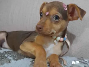 Cachorro raça SRD-ViraLata idade 2 a 6 meses nome Amora