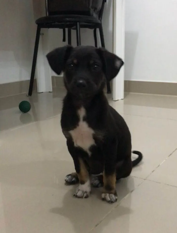 Cachorro ra a SRD-ViraLata idade 2 a 6 meses nome Raul