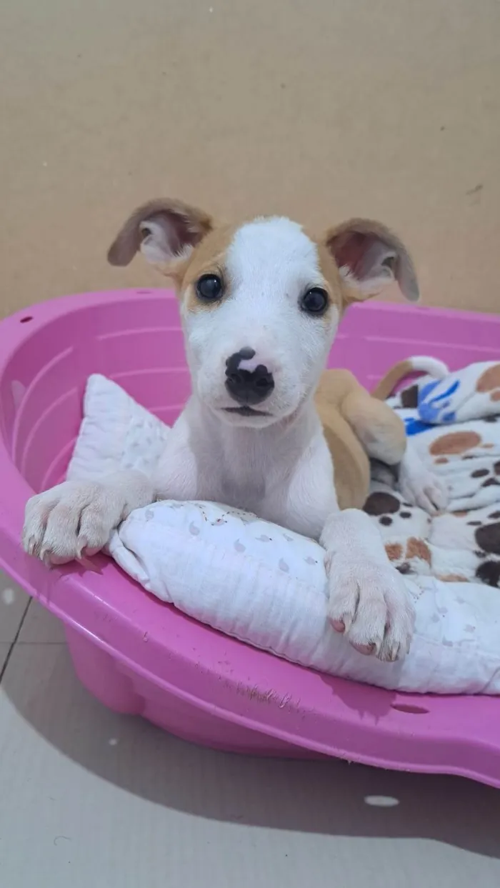 Cachorro ra a SRD-ViraLata idade 2 a 6 meses nome Bally