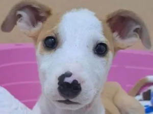 Cachorro raça SRD-ViraLata idade 2 a 6 meses nome Bally