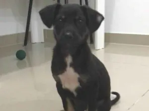 Cachorro raça SRD-ViraLata idade 2 a 6 meses nome Raul