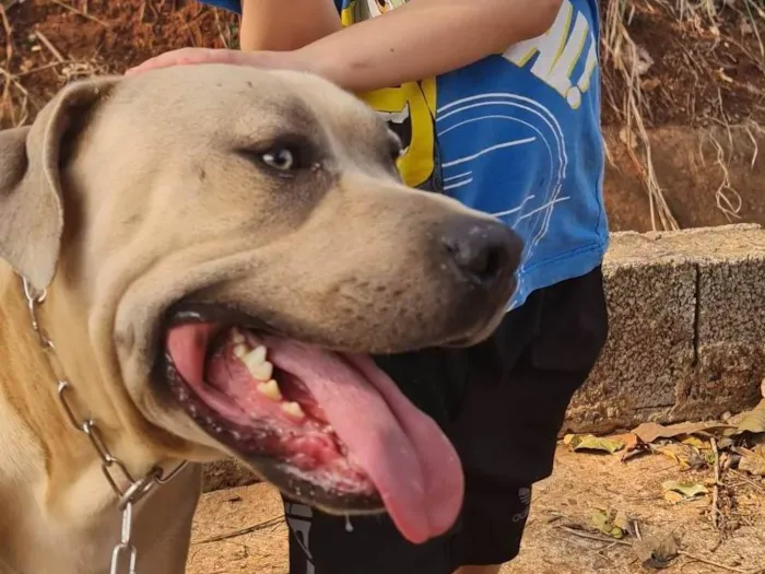 Cachorro ra a American staffordshire terrier idade 3 anos nome Euro