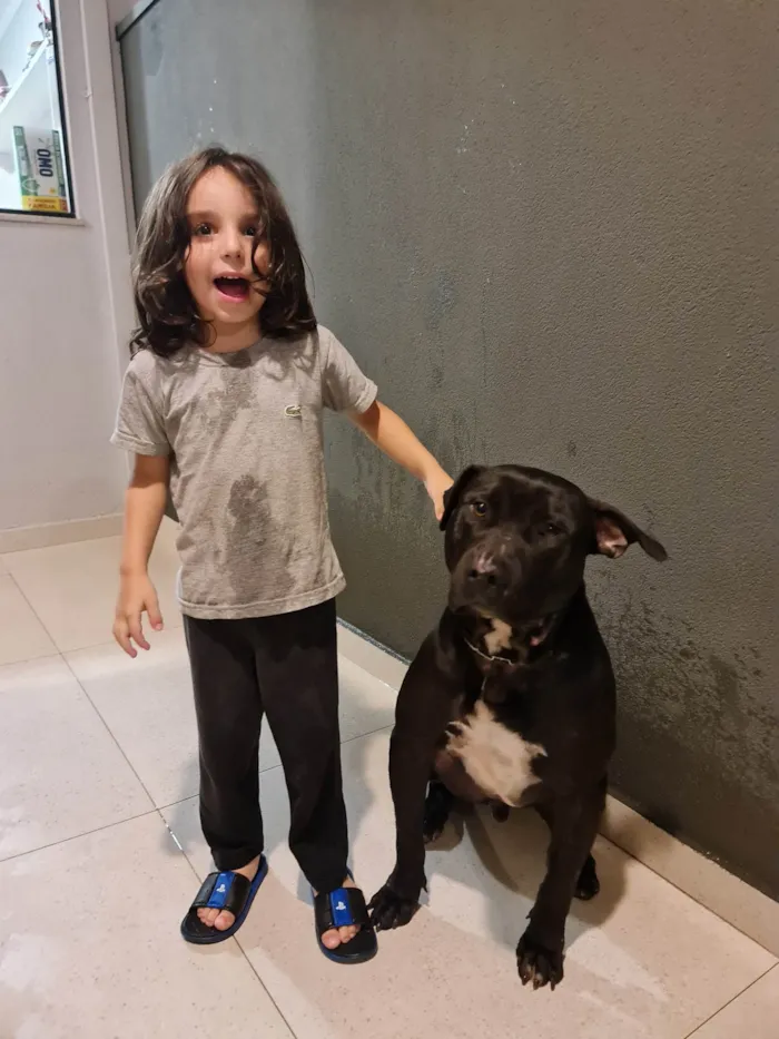 Cachorro ra a American staffordshire terrier idade 3 anos nome Rial