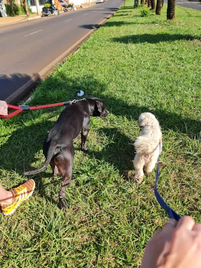 Cachorro ra a American staffordshire terrier idade 3 anos nome Rial