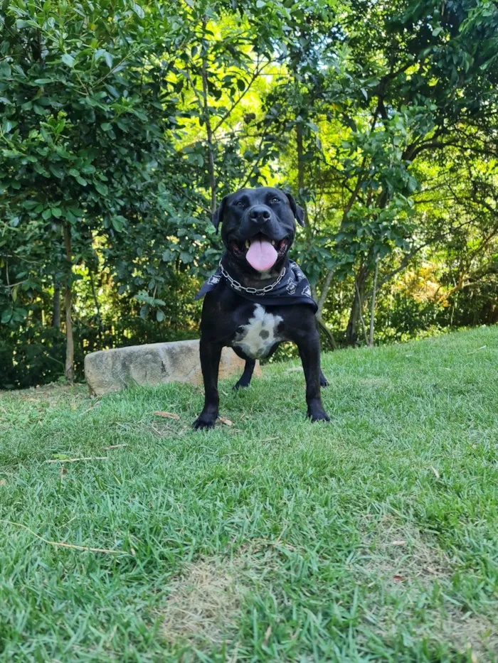 Cachorro ra a American staffordshire terrier idade 3 anos nome Rial