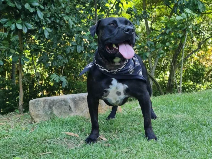 Cachorro ra a American staffordshire terrier idade 3 anos nome Rial