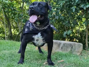 Cachorro raça American staffordshire terrier idade 3 anos nome Rial