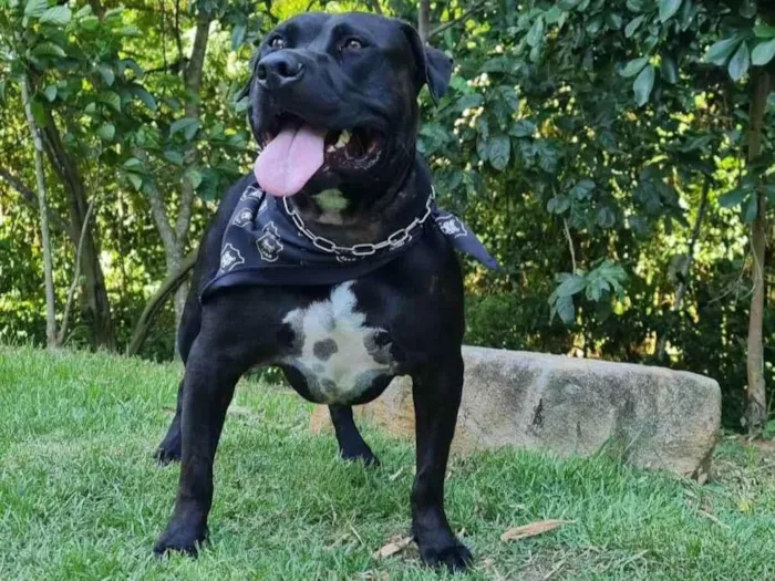 Cachorro ra a American staffordshire terrier idade 3 anos nome Rial