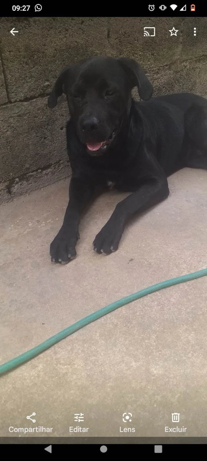 Cachorro ra a Rottweiler com labrador idade 2 anos nome Zumbi