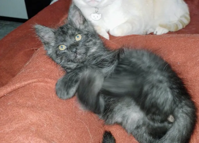 Gato ra a SRD idade 2 a 6 meses nome Simba