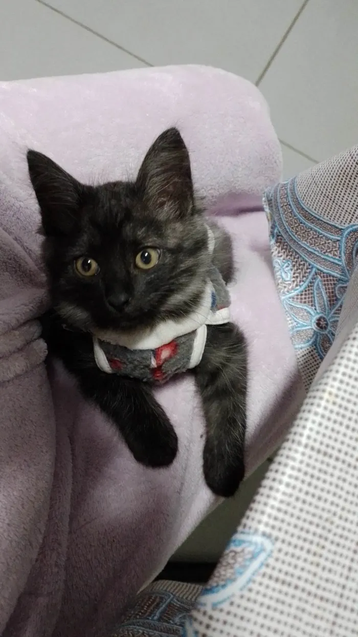 Gato ra a SRD idade 2 a 6 meses nome Simba