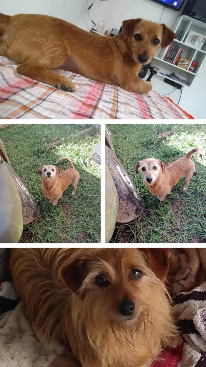 Cachorro ra a SRD-ViraLata idade 5 anos nome Bob